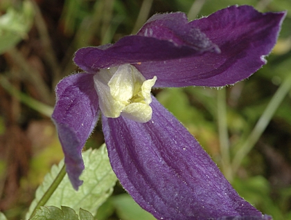 Alpen-Waldrebe, Clematis alpina.