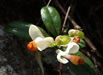 Buchs-Kreuzblume, Polygala chamaebuxus.