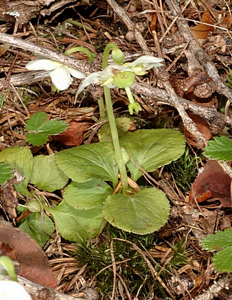 Einblütiges Wintergrün, Pyrola uniflora.