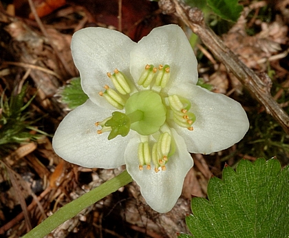 Einblütiges Wintergrün, Pyrola uniflora.