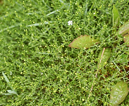 Felsenleimkraut, Silene rupestris.