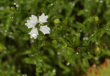 Felsenleimkraut, Silene rupestris.