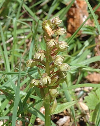 Grüne Hohlzunge, Coeloglossum viride.