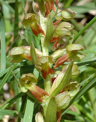 Grüne Hohlzunge, Coeloglossum viride.