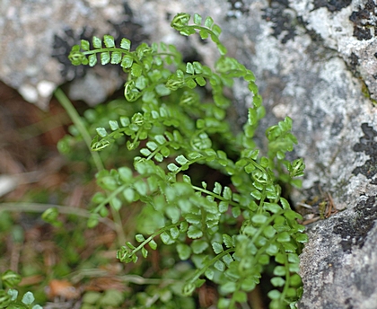 Grünstieliger Streifenfarn, Asplenium viride.