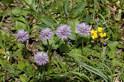 Herzblättrige Kugelblume, Globularia cordifolia.