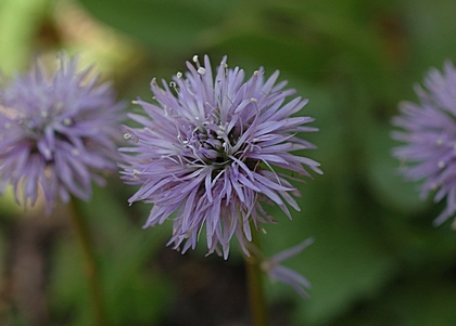 Herzblättrige Kugelblume, Globularia cordifolia.