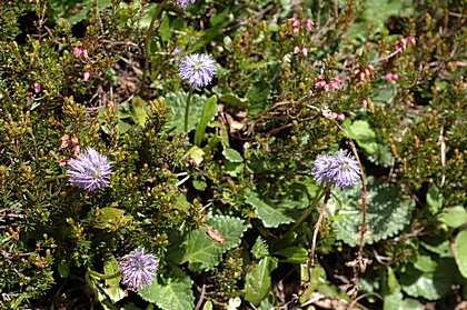 Nackstängelige Kugelblume, Globularia nudicaulis.