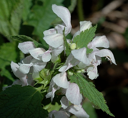 Rosa-Weiße Taubnessel, Lamium rosa x Lamium album.