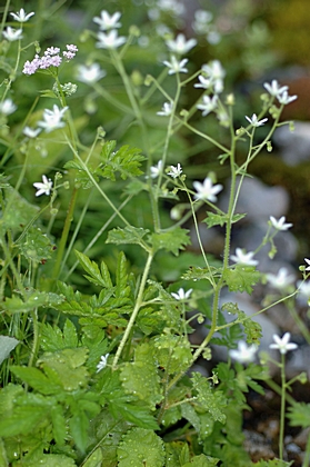 Rundblättriger Steinbrech, Saxifraga rotundifolia.