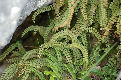 Schwarzstieliger Streifenfarn, Asplenium adiantum-nigrum.