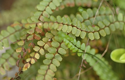 Schwarzstieliger Streifenfarn, Asplenium adiantum-nigrum.