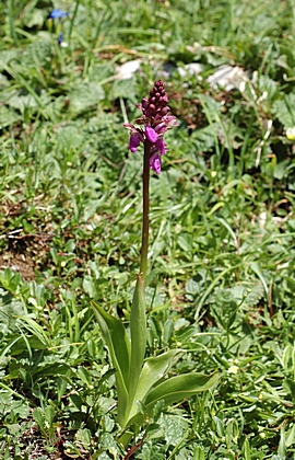 Spitzels Knabenkraut, Orchis spitzelii.