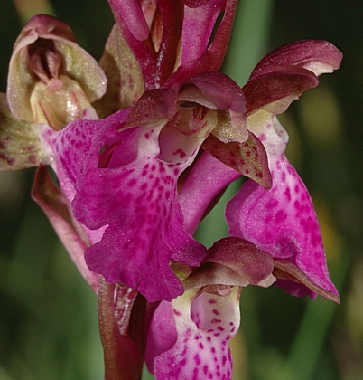 Spitzels Knabenkraut, Orchis spitzelii.