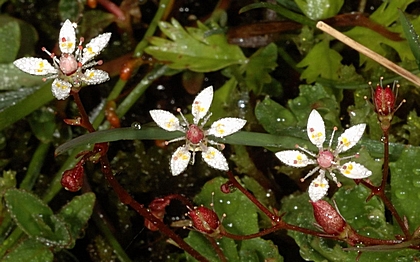 Sternsteinbrech, Saxifraga stellaris.