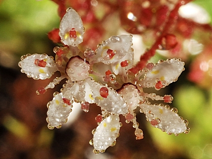 Sternsteinbrech, Saxifraga stellaris.