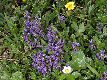 Sumpf-Kreuzblume, Polygala amarella.