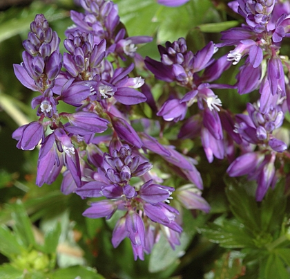 Sumpf-Kreuzblume, Polygala amarella.