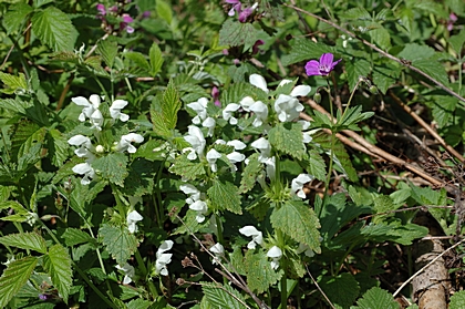 Weiße Taubnessel, Lamium album.