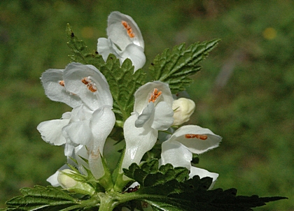 Weiße Taubnessel, Lamium album.