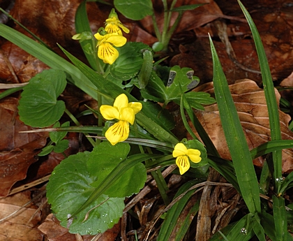 Zweiblütige Veilchen, Viola biflora.