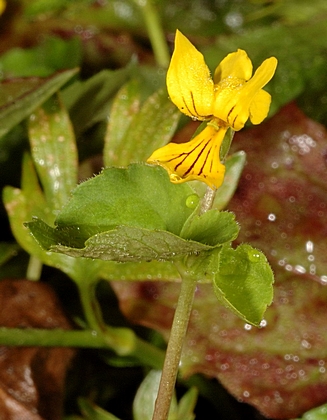 Zweiblütige Veilchen, Viola biflora.