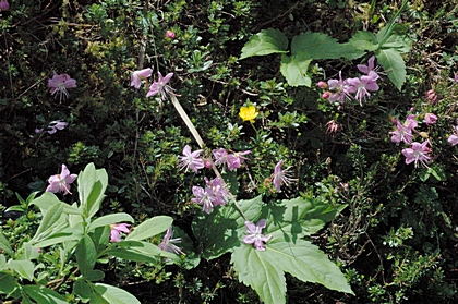 Zwerg-Alpenrose, Rhodothamnus chamaecistus.