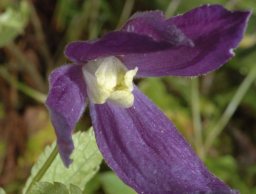 Alpen-Waldrebe, Clematis alpina, Bl&uuml;te-Makro.jpg