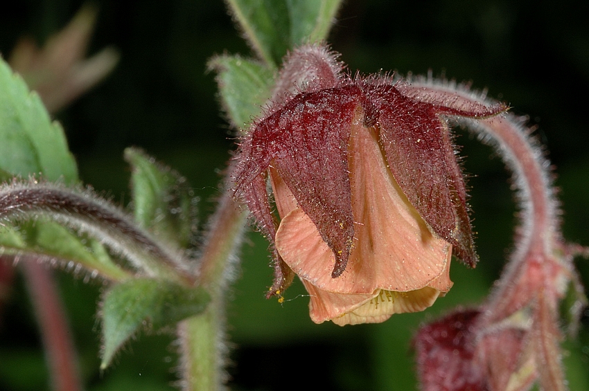 Bach-Nelkenwurz, Geum rivale, Bl&uuml;te, Makro.jpg
