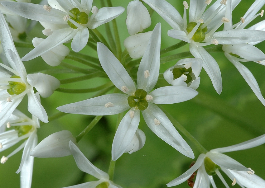 Bärlauch, Allium ursinum, Blüten-Makro.jpg