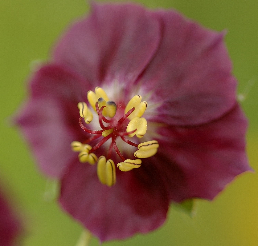 Brauner Storchschnabel, Geranium phaeum, Staubgef&auml;&szlig;e, S-Makro.jpg