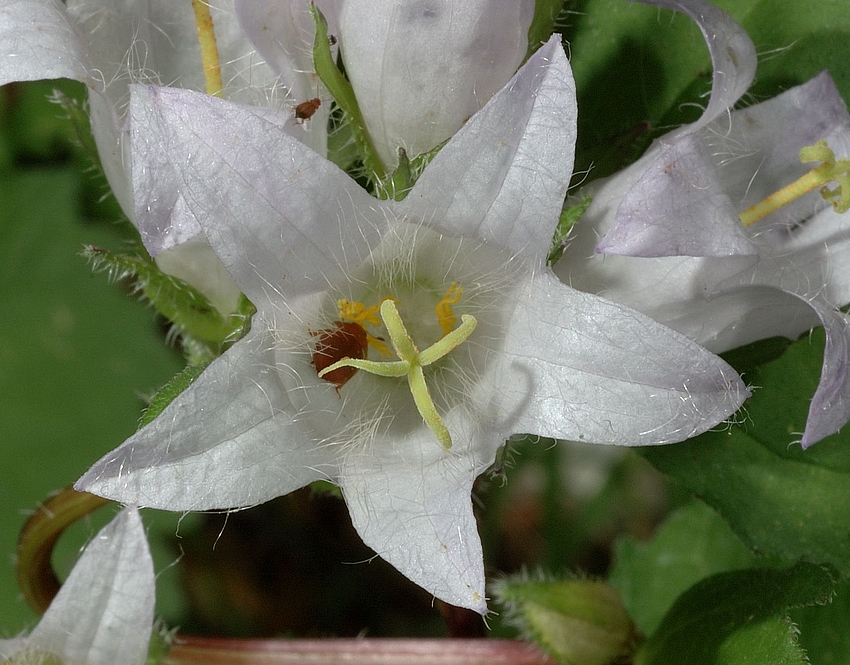 Breitblättrige Glockenblume, Campanula latifolia, Albino, Makro.jpg