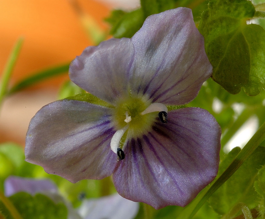 Faden-Ehrenpreis, Veronica filiformis, Einzelbl&uuml;te S-Makro.jpg