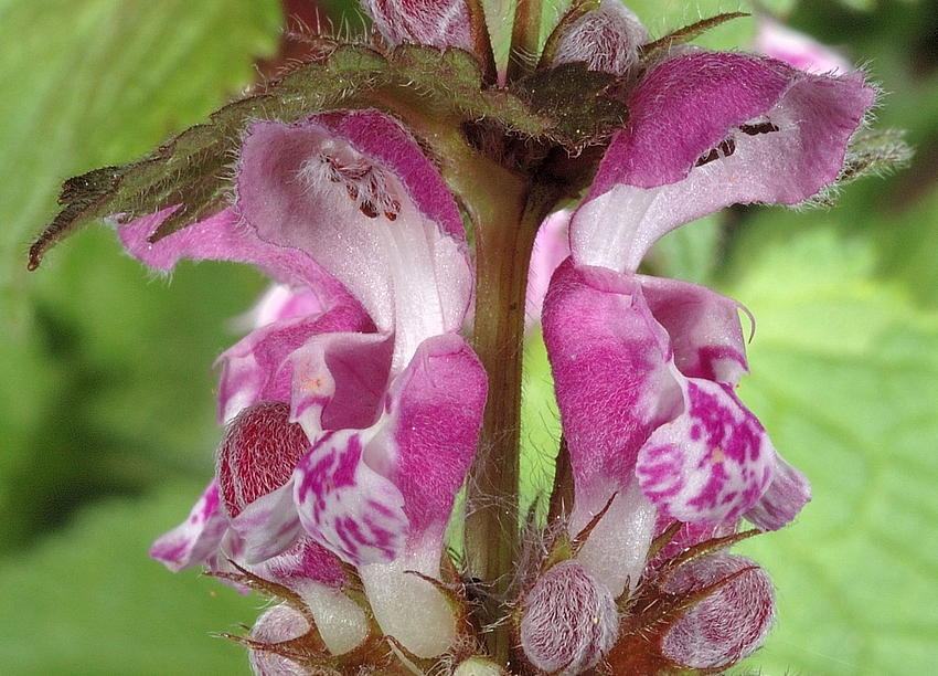 Gefleckte Taubnessel, Lamium maculatum, Bl&uuml;ten-S-Makro.jpg