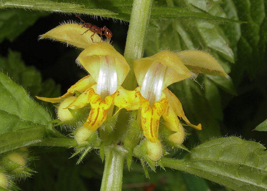 Gelbe Taubnessel, Lamium galeobdolon, Bl&uuml;ten, S-Makro.jpg