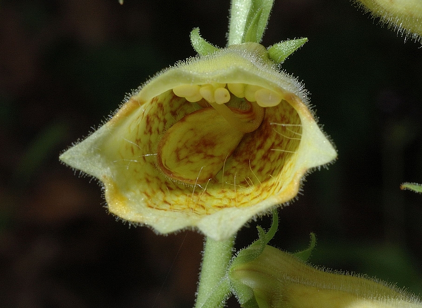 Gelber Fingerhut, Digitalis lutea, Bl&uuml;tenmakro.jpg