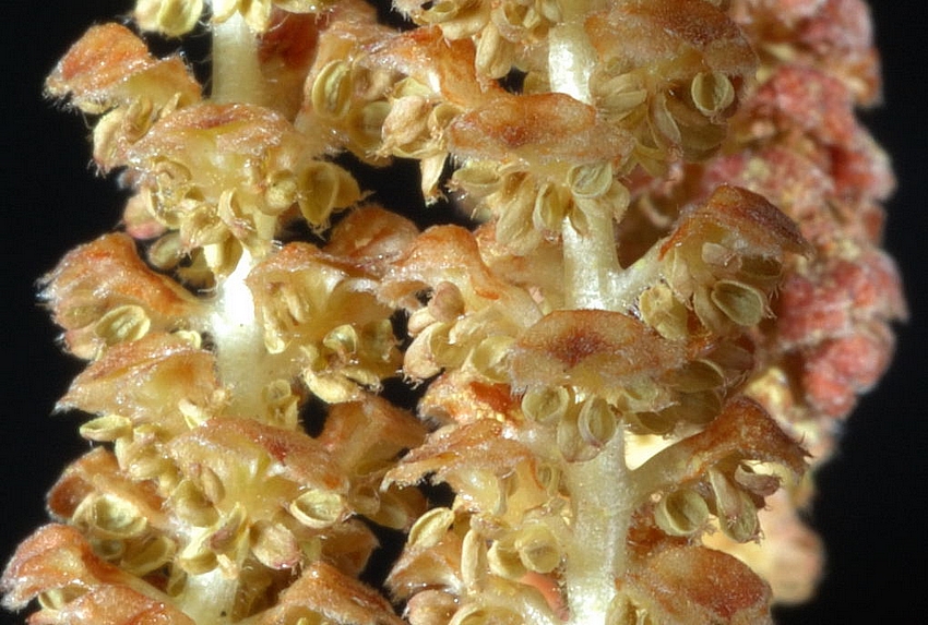 Gemeine Hasel, Corylus avellana, m&auml;nnliche K&auml;tzchen, 100er-Makro.jpg