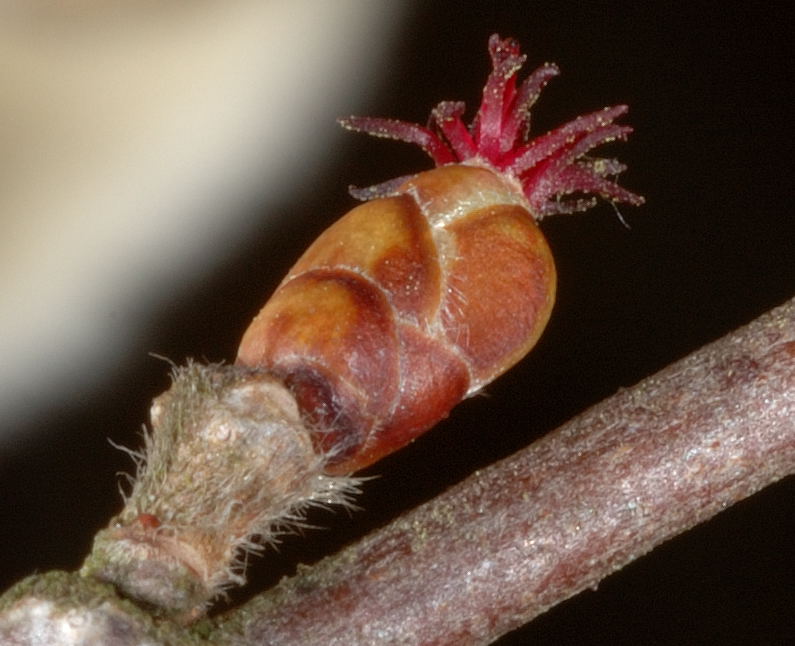 Gemeine Hasel, Corylus avellana, weibliche Bl&uuml;te, S-Makro.jpg