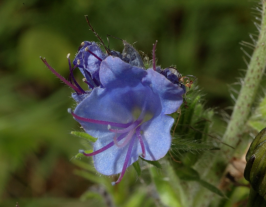 Gemeiner Natternkopf, Echium vulgare, Bl&uuml;te-Makro.jpg