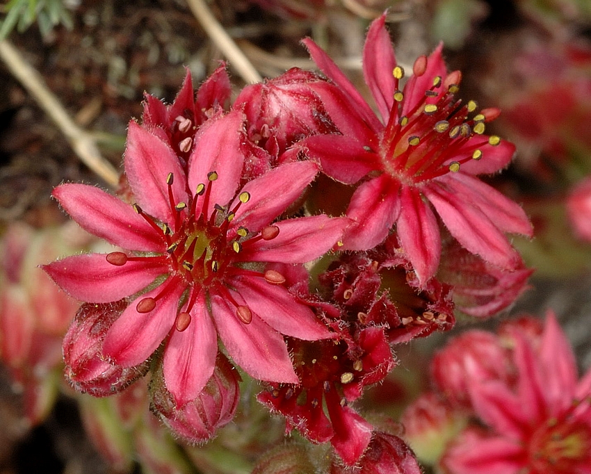 Spinnweben-Hauswurz, Saxifraga arachnoidea, Bl&uuml;ten im S-Makro.jpg