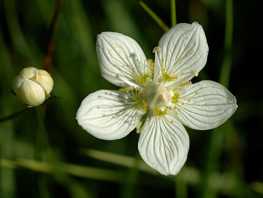Sumpf-Herzblatt, Pamassia palustris, Bl&uuml;ten-Makro.jpg