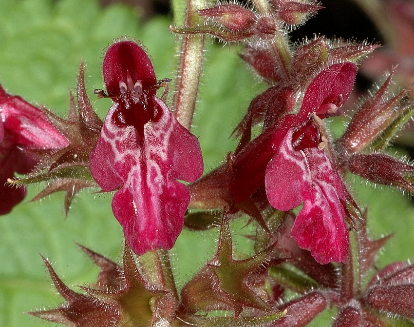 Wald-Ziest, Stachys sylvatica, Bl&uuml;ten-Makro.jpg