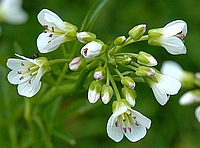 Bitteres Schaumkraut, Cardamine amara.