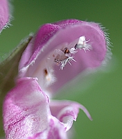 Gefleckte Taubnessel, Lamium maculatum.