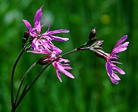 Kuckucks-Lichtnelke, Lychnis flos-cuculi.