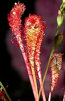 Langblättriger Sonnentau, Drosera anglica.