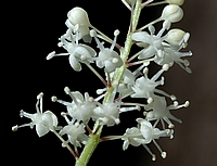 Schattenblümchen, Maianthemum bifolium.