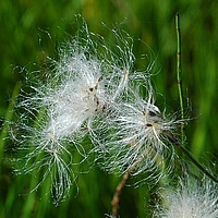 Schmalblättrige Wollgras, Eriophorum augustifolium.