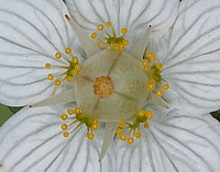 Sumpf-Herzblatt, Studentenröschen, Parnassia palustris.