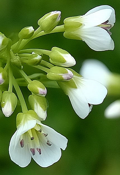 Bitteres Schaumkraut, Cardamine amara.